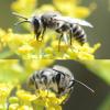 Colletes sp.